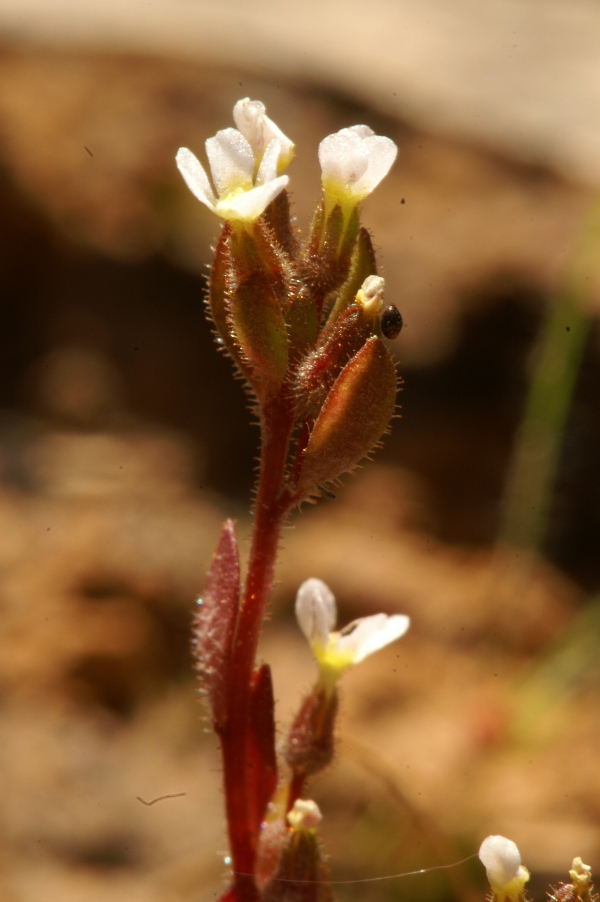 Levenhookia dubia